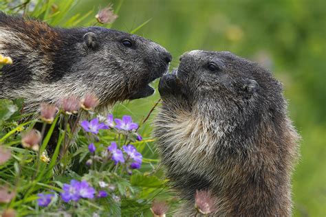 Alpine Marmot (Marmota marmota) | Marmots feeding on ...