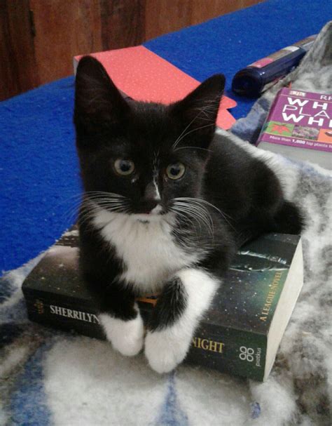 Tuxedo Kitten Doing Some Reading Tuxedo Kitten Funny Cat Captions