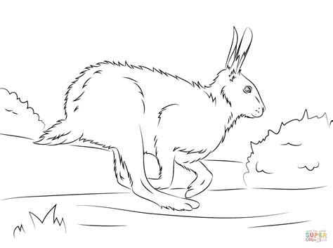Arctic Hare Page Coloring Pages