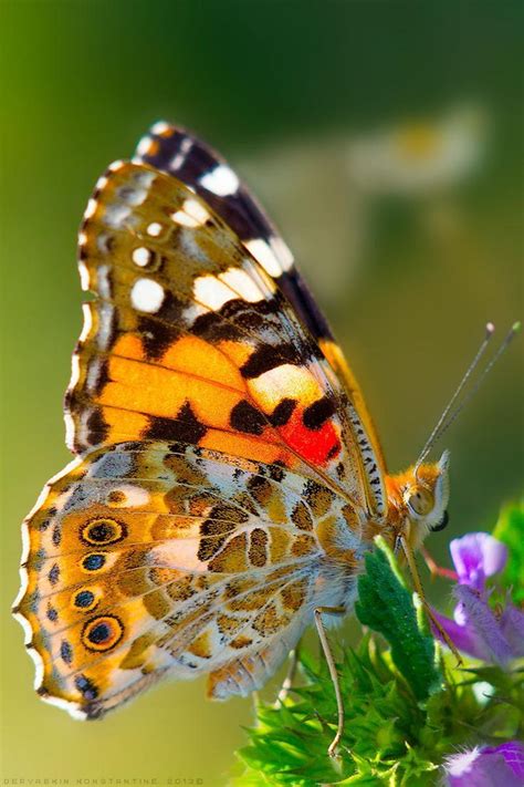 Beautiful Butterflies Butterfly