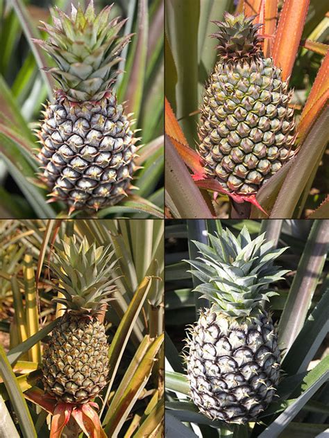 4 Plant Pineapple Plant Mix Ananas Cosomus Urban Tropicals