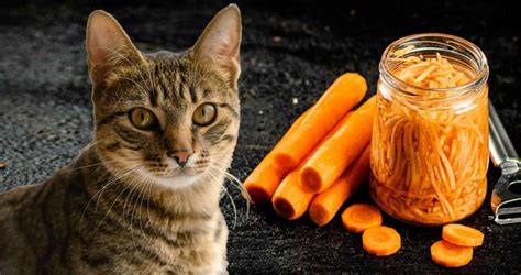 Can Cats Eat Carrots Are They Safe For Cats We Love Cats And Kittens