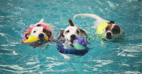 15 Cutest Videos Of Dogs Swimming Thatll Make You Want To Have A Doggo