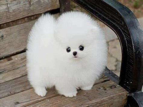 White Fluffy Puppy Round Puppies Picture Fluffy Dogs Baby Animals