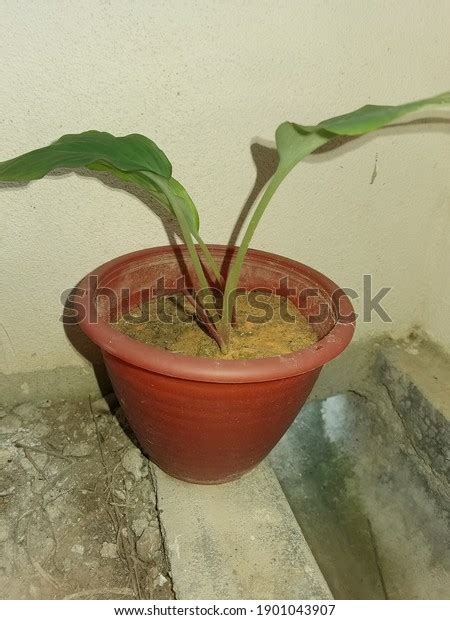 Black Turmeric Plant Curcuma Caesia Stock Photo Shutterstock