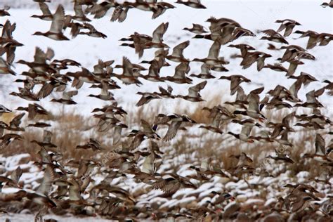 Large Flock Of Mallard Ducks During Fall Migration — Stock Photo