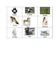 english teaching worksheets animal body parts