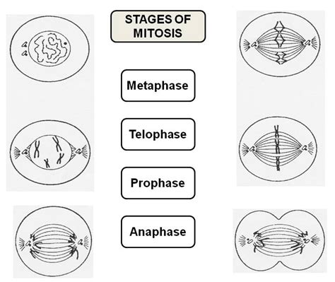 Place The Stages Of Mitosis In The Correct Order
