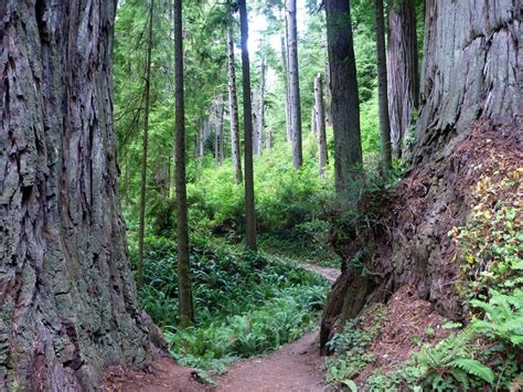 Path Between Two Trees Boy Scout Tree Trail Jedediah Smith Redwoods