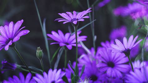 Download Wallpaper 2560x1440 Garden Flowers Purple Daisy Bloom Dual