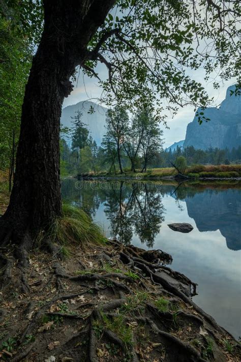 Trees Standing At Merced River Flowing Through Yosemite National Park