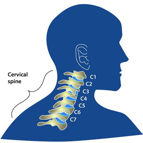 14 the cervical spine c1 c7 that supports the neck download scientific diagram