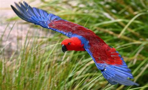 Female Eclectus Parrot In Flight Australian Parrots Beautiful Birds