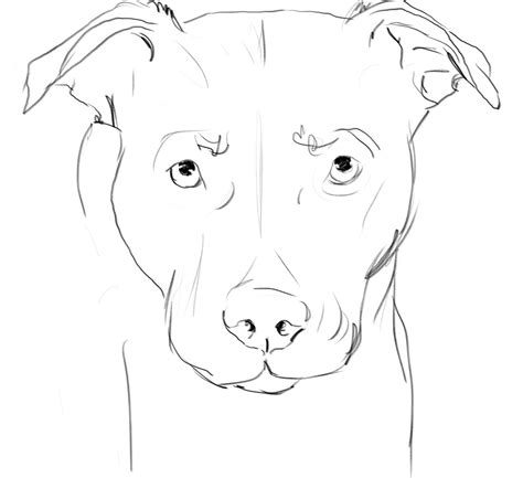 Dog Outline Pitbull Drawing Dog Drawing