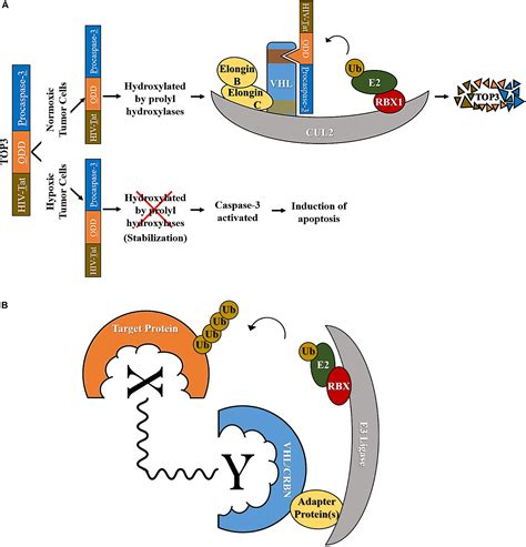 Frontiers Cullin Ring Ubiquitin Ligases Crls In Cancer Responses