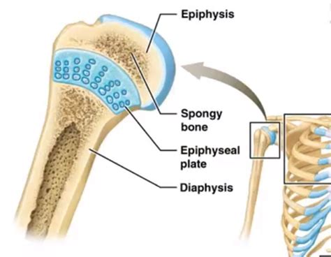 What Type Of Cartilaginous Joint Is This Memory