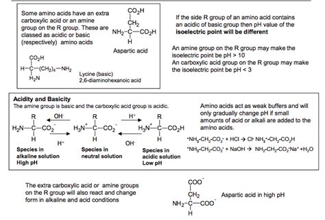 1 Reactions Of Amino Acids