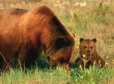 Grizzly Bears Feast On Diverse Diet Newswise News For Journalists