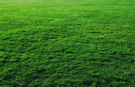 Free Download Seven Free Grass Textures Or Lawn Background Images