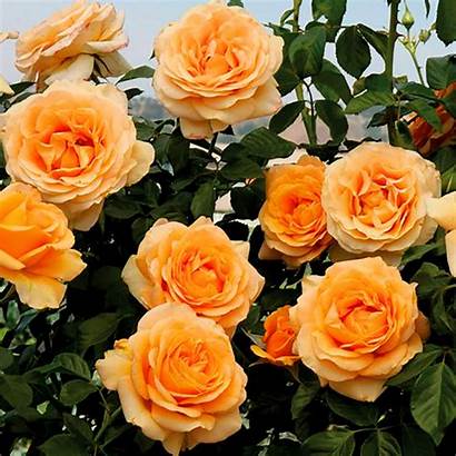 Golden Opportunity Rose Climbing Rosa Roses Garden