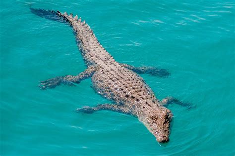 7 Fascinating Facts About The Australian Saltwater Crocodile