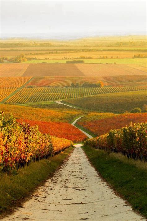 Autumn Vineyard Landscape In Hungary 1001 Gardens Landscape