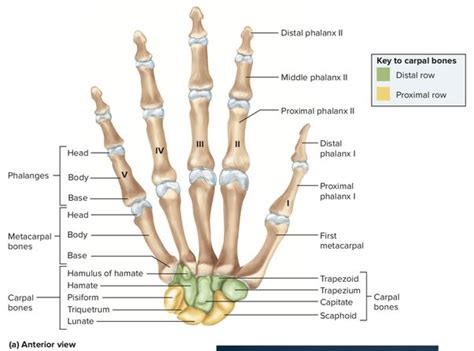 Carpal Bones With Hand Palm Skeletal Structure And Anatomy Outline