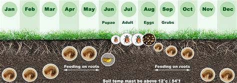How To Kill And Get Rid Of White Lawn Grubs Chafer Grubs