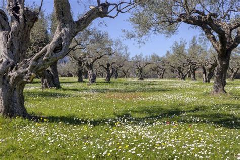 Olive Grove Growing With Old Clipped Trees And Flower Carpet Stock