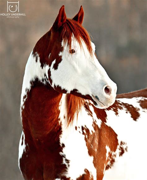 Top 15 Most Beautiful Horse Breeds Artofit