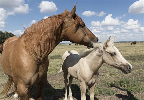 Free Photo Quarter Horses Animal Farm Horse Free Download Jooinn
