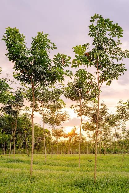 Plantação De Seringueira Borracha De Látex E Borracha De árvore No Sul