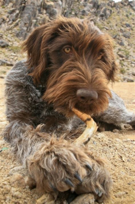 Wirehaired Pointing Griffon Dog Breed Information Images