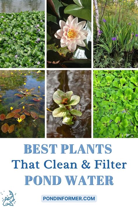 Best Plants That Clean And Filter Pond Water In 2023 Water Plants For
