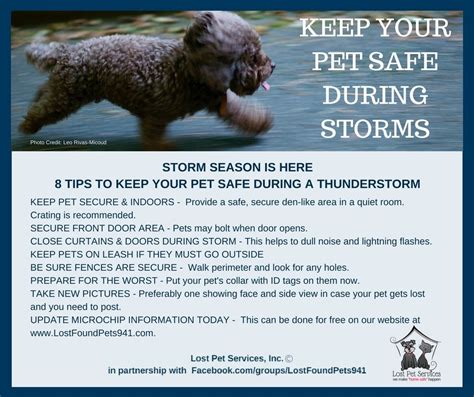 8 Tips To Keep Pets Safe During Thunder And Lighting Storms Losing A