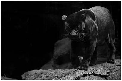Jaguar Animal Jungle Cat Panther Wallpapers Backgrounds