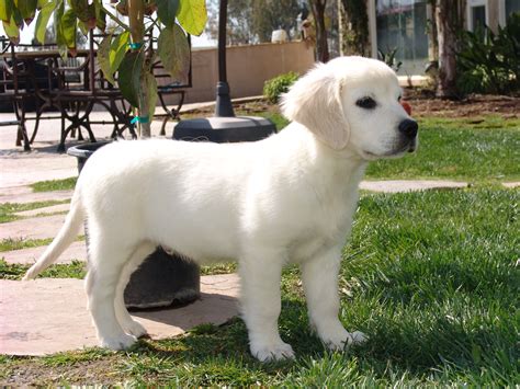 Our golden puppies are raised in a loving home and each puppy is given special care and attention to ensure that the best personalities and temperaments are developed. white golden retriever | Nicholberry Goldens
