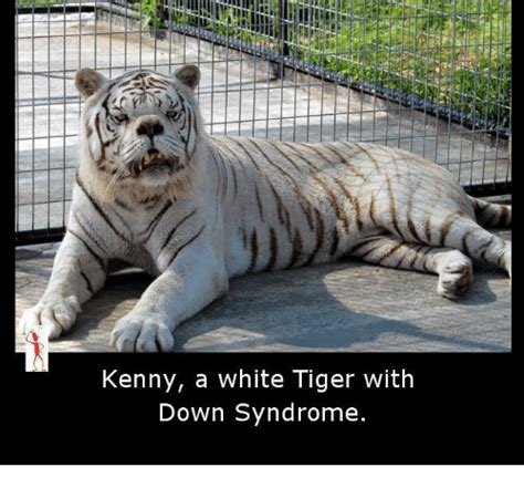 However, this particular tiger was rescued when he was 2 years old while he was living in arkansas. Eastboundanddown Kennypowers Tag a Kenny Powers Fan ...