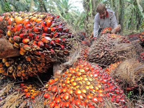 Beli alat potong rambut terbaik dan terlengkap di tokopedia. Anggaran Terlihat Kecil, DPR Nilai Dana Kelapa Sawit Tak ...