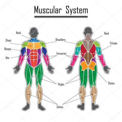 Dibujos Sistema Muscular Dibujo Sistema Muscular Humano — Vector De
