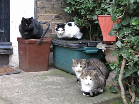 Whats New Pussy Cats © Mike Quinn Cc By Sa20 Geograph Britain
