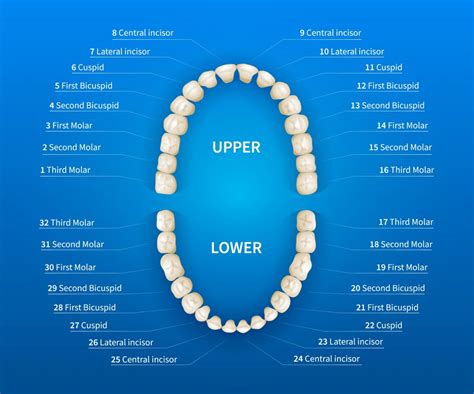 3 Best Teeth Numbering Systems And Our Handy Conversion Chart