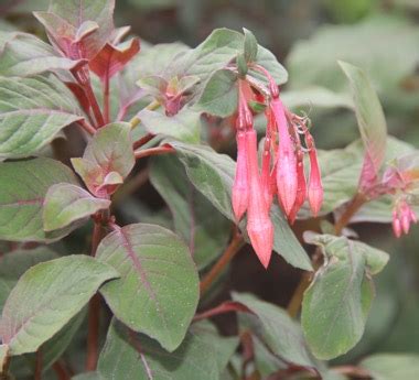 Ginger ale coral bells heuchera 'ginger ale' p.p.# 18173 item #2223 dramatic. Low Maintenance Container | Portland Nursery