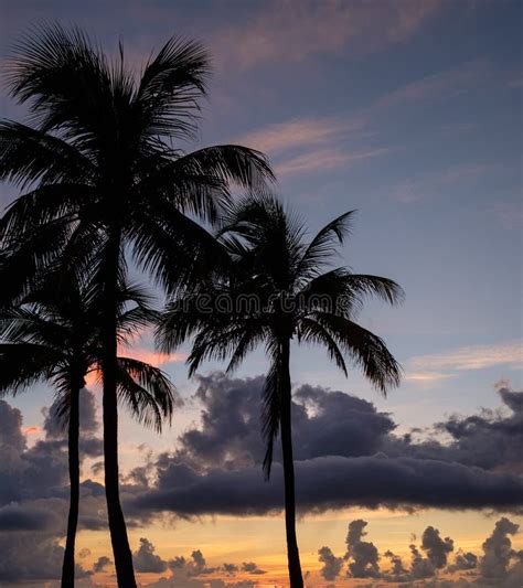 Scenic Silhouettes Of Palm Trees At Sunset Stock Photo Image Of Shore