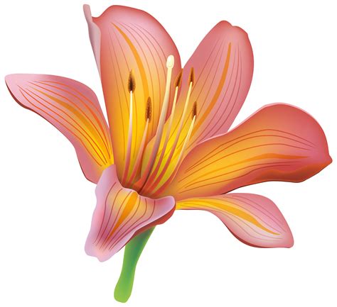 Lily Flower Transparent Png Pictures Free Icons And Png Backgrounds