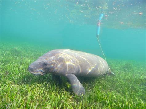 You can help expand it by clicking edit to the right of the section title. FRONTERA SUR: Preservan al Manatí en la region de los Ríos.