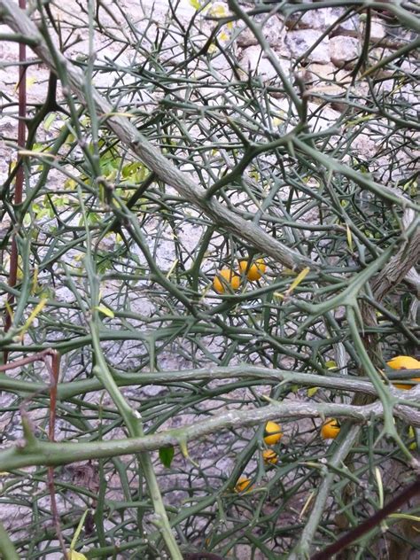 Worcester College Gardeners 2009-2018: Poncirus trifoliata (Japanese ...