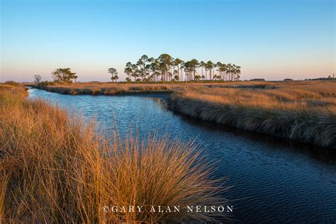 Grasses And Marsh Stmarks National Wildlife Refuge Florida Gary