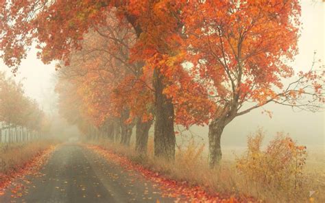 Misty Autumn Road Image Abyss