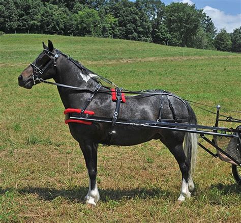 Amish Made Pony Harness Top Quality Harness